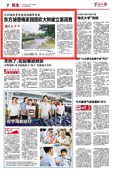 6月19日 东方城香梅家园擅砍大树被立案调查
