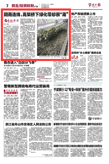 4月7日 阴雨连绵，高架桥下绿化带却很“渴”