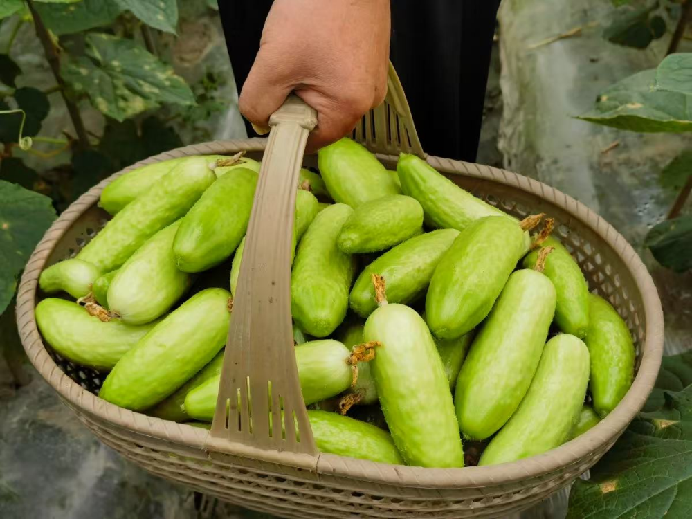 农户诚信有温情，“大表哥”助农好物再登场